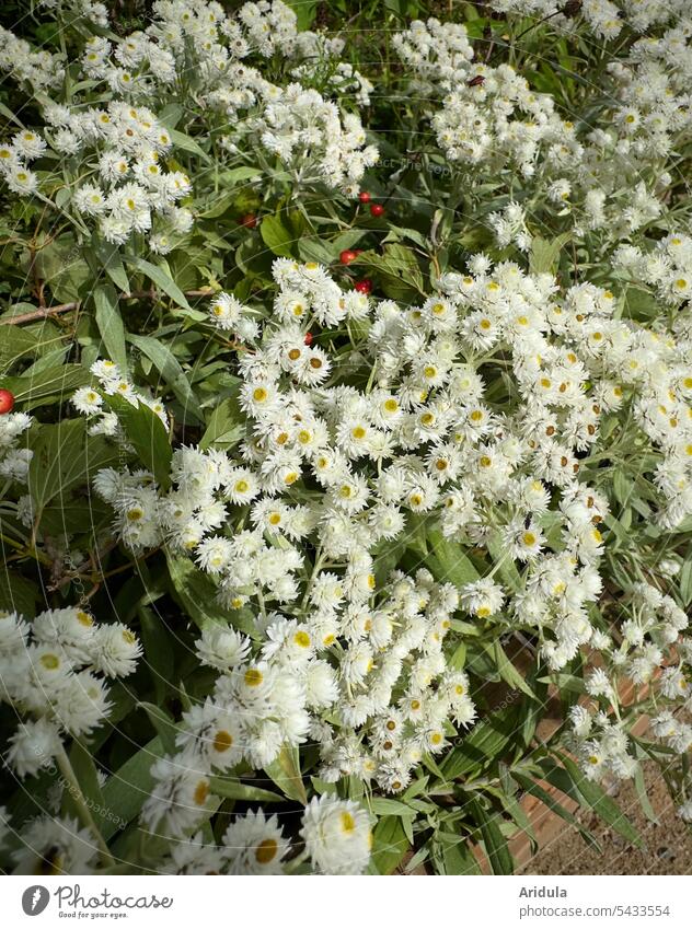 Pearl basket in a flower bed Flower Blossom blossom Summer Garden Bed (Horticulture) Dried flower Nature Plant Blossoming White
