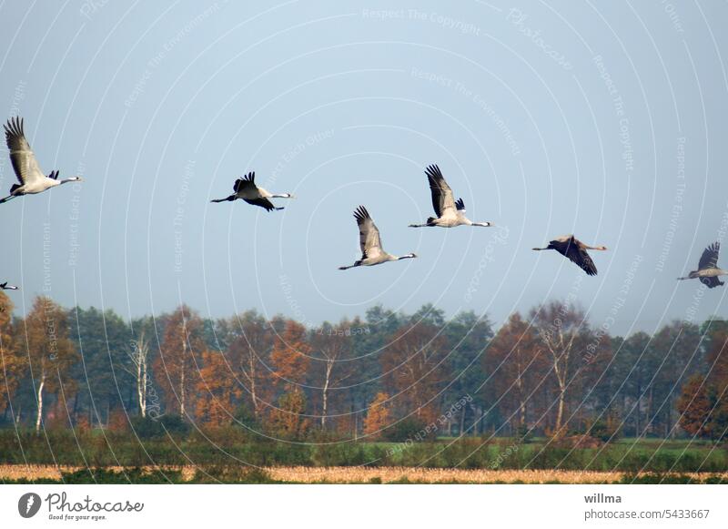 Cranes look for a resting place before heading south Flying Autumn Migratory birds Wild animal crane flight Autumnal