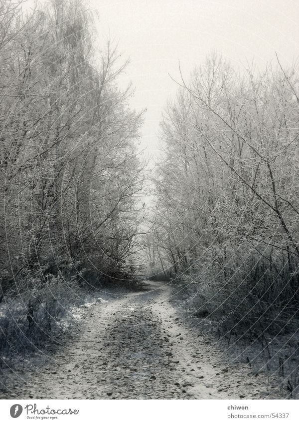 avenue Winter Alley Tree Forest Fog White Avenue Dark Cold Uncomfortable Snow Lanes & trails Sadness