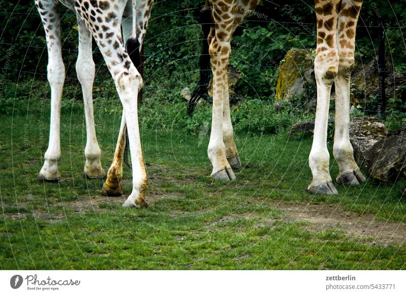 Giraffe legs exoticism Exotic exotic animals Animal Wild Wild animal Zoo zoo visit Legs Limbs Stand Going Walking Even-toed ungulate passgang Savannah Grass