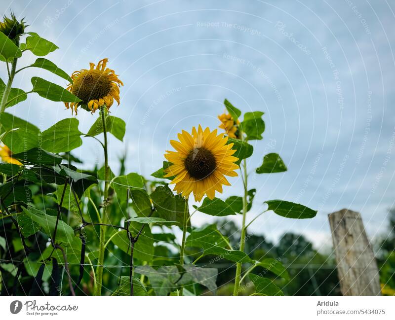 Sunflowers on garden fence Flower Garden Blossom Yellow Summer Faded blurriness Green Sky