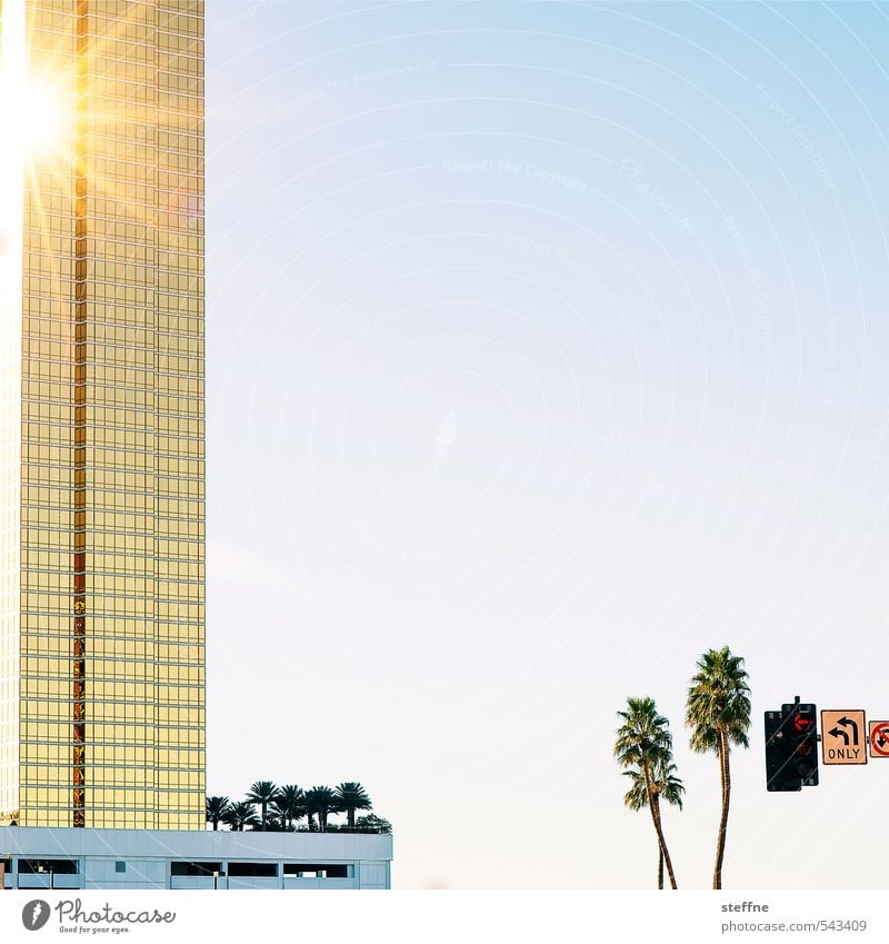 Around the World: Sin City High-rise Exceptional Town Evening sun Las Vegas Palm tree Beautiful weather Reflection Sunlight Game of chance Cloudless sky