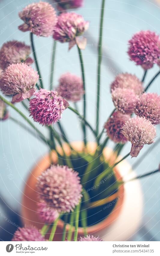 Chive flowers in a vase blossoms Chives flowers chive blossom Chive blossoms Nature naturally Violet Vase spherical daylight blurriness natural light
