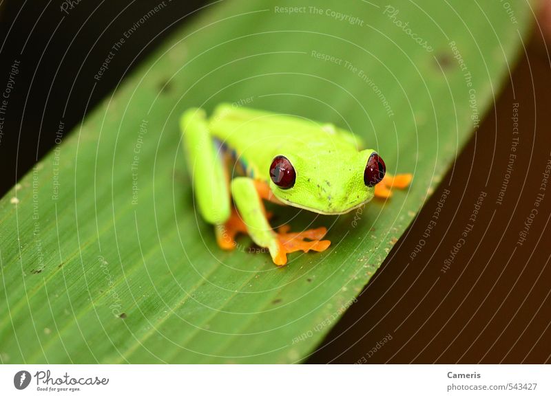 Red eyed tree frog Adventure Nature Animal Leaf Virgin forest Wild animal Frog 1 Friendliness Small Curiosity Yellow Green Peaceful Watchfulness Caution Serene