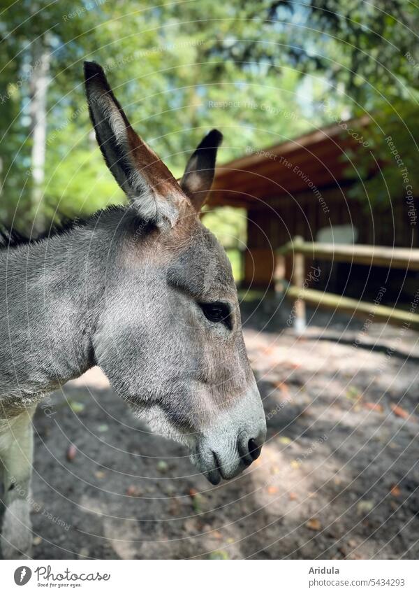 Animal portrait | Donkey in profile Profile Discontinuation kind Gray Barn Sunlight ears Pet Farm animal Mammal Nature