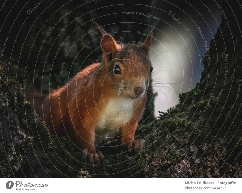 Curious squirrel in a tree Squirrel sciurus vulgaris Animal face Head Eyes Nose Ear Muzzle Claw Pelt Paw Curiosity inquisitorial Observe look Cute Nature