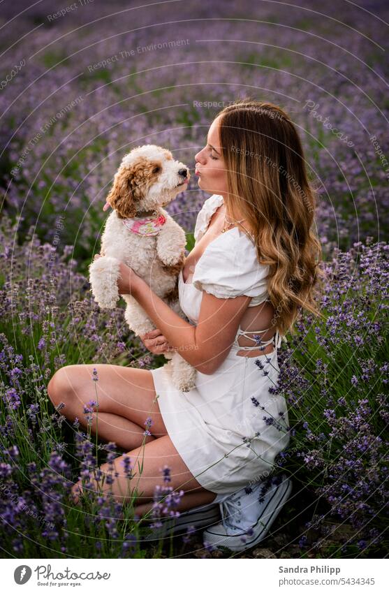 Girl and little dog in lavender field Lavender shoot portrait Dog Humans and animals Poodle Blossoming Together Love of animals Friendship Attachment dog love