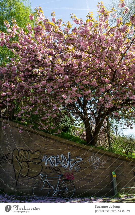 Image with an urban and colorfull vibe. On the top of the image, there is a force of nature in the form of a big, blossomed, pink tree. Underneath, a urban wall is shown, with some graffiti, and a race bike. The two parts of the image nicely contrast