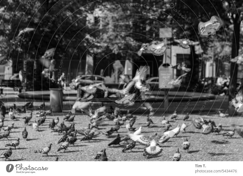 Pigeons in Berlin Middle bailiwick square bnw pigeons Summer Exterior shot Capital city Town Downtown Day Deserted b/w Black & white photo birds