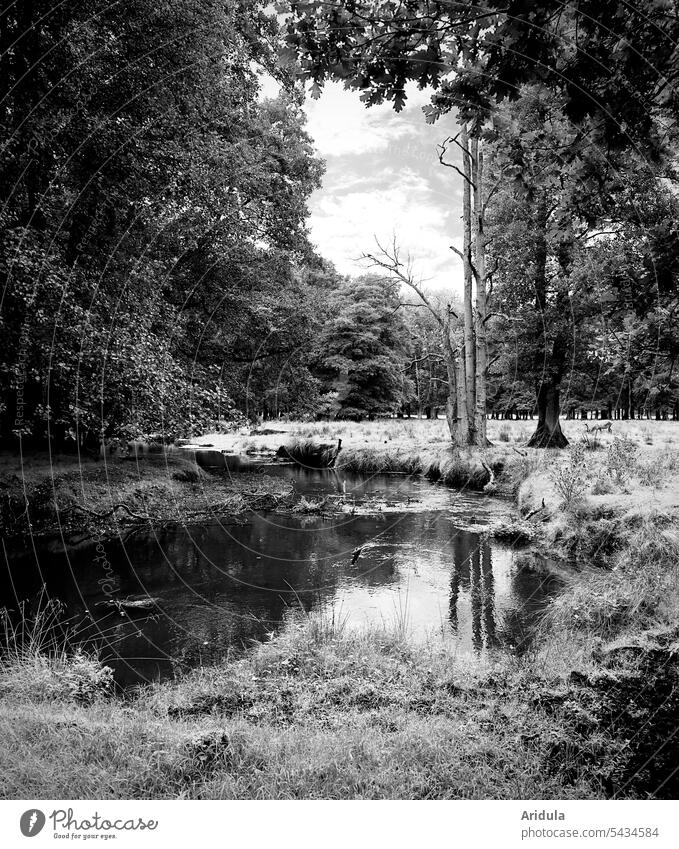 Nature idyll in b/w | Who will find the deer? Lake trees Forest stag reflection Water Summer Landscape Reflection Exterior shot Calm Idyll Lakeside tranquillity