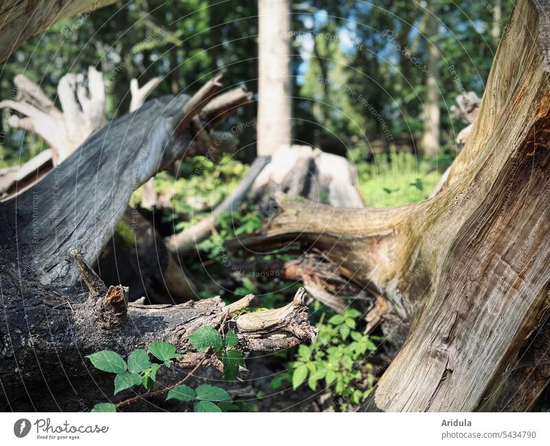 Uprooted tree stumps in the forest Forest Wood Tree trunk Nature Forestry trees Tree stump roots Logging