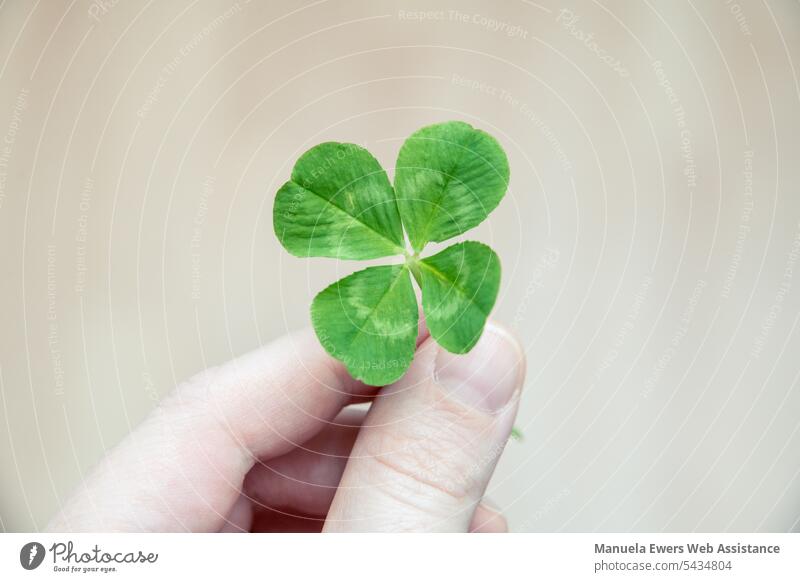 One bright hand holds a four-leaf clover Cloverleaf Happy Four-leaved Coincidence Bright Hand stop Green four leaves Find search Fate Fingers To hold on Plant
