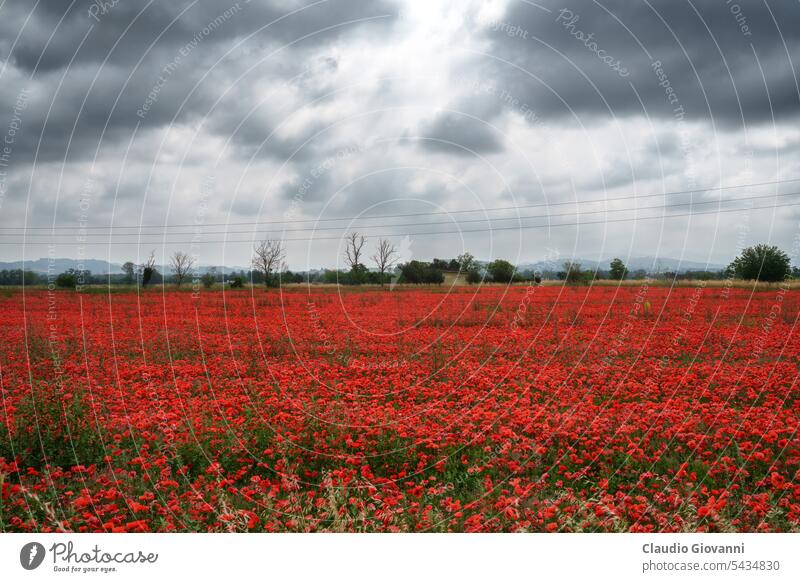 Field of poppies near Tortona, Italy, at June Alessandria Europe Piedmont Rivalta Scrivia agriculture color country day field flower landscape nature