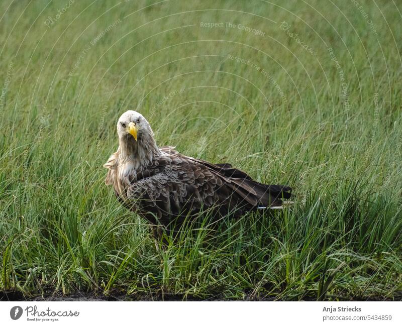 Eagle in grass in Finland White-tailed eagle Eagles eyes Bird of prey Nature Experiencing nature Beak Animal portrait birdwatching Animal face Exterior shot