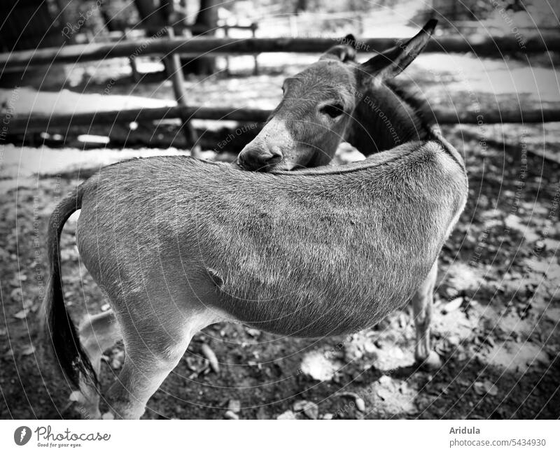 Donkey turns to back b/w Animal Animal portrait Gray Rotate Exterior shot Fence Back