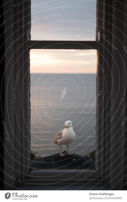 Scarborough Seagull Bird Window Nature Summer Sky SEA Sea bird North Sea coast