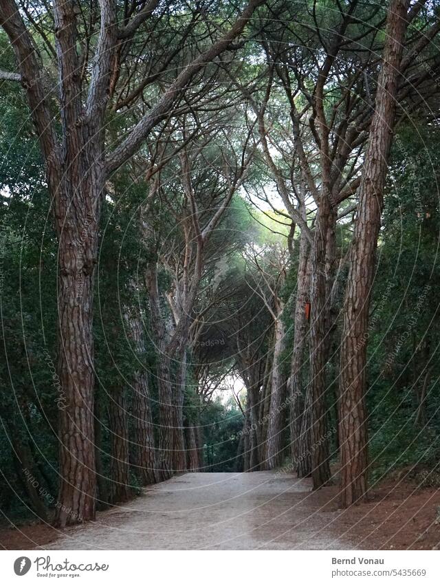 forest path Forest Nature off Landscape trees Tree Environment Exterior shot To go for a walk Lanes & trails Deserted Loneliness Relaxation Day Tunnel Belief