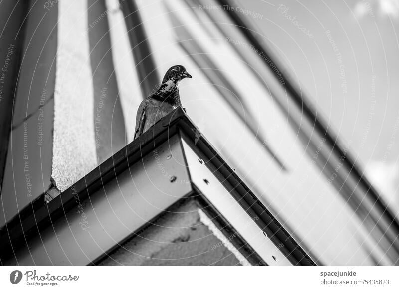 The pigeon on the roof Pigeon Bird Flying Grand piano Exterior shot Sky Wild animal Feather Gray Town Animal portrait House (Residential Structure) Beak Day