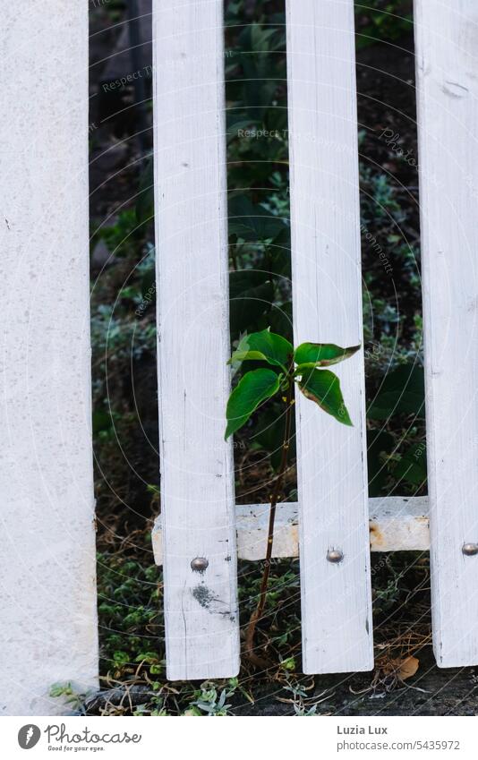 Tree sapling grows up, pushes through a white picket fence.... sprout Little tree wax Growth symbolism will will to survive Green Plant Nature Environment Leaf