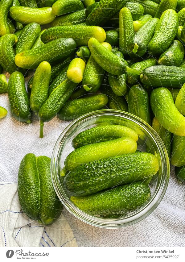 Washed pickling cucumbers, the first are already in the jar gherkins Food Preserving jar Gherkin Cucumber Time Cucumbers cure Nutrition Vegetable
