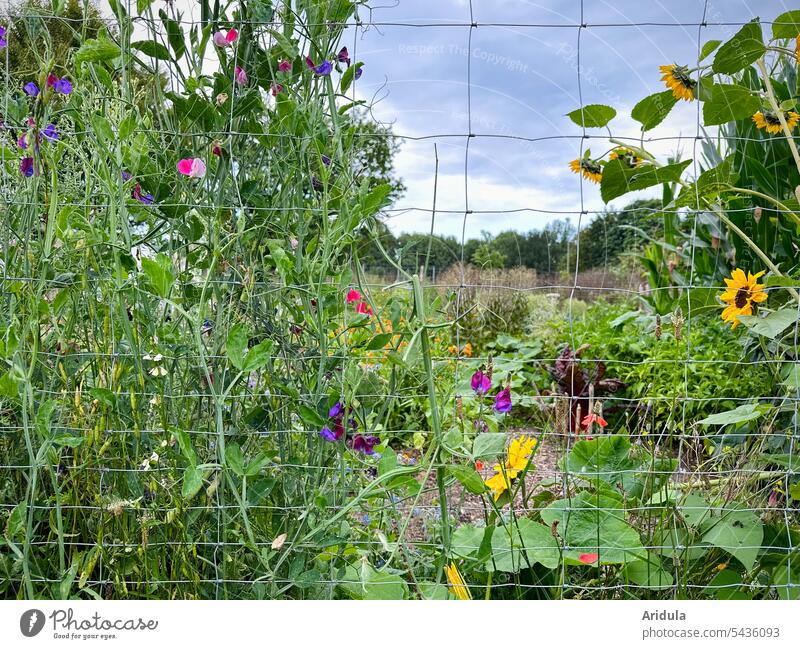 Allotment garden with summer flowers and vegetable patch behind wire fence Flowerbed Vegetable bed Summerflower Fence Garden Gardening Vegetable garden
