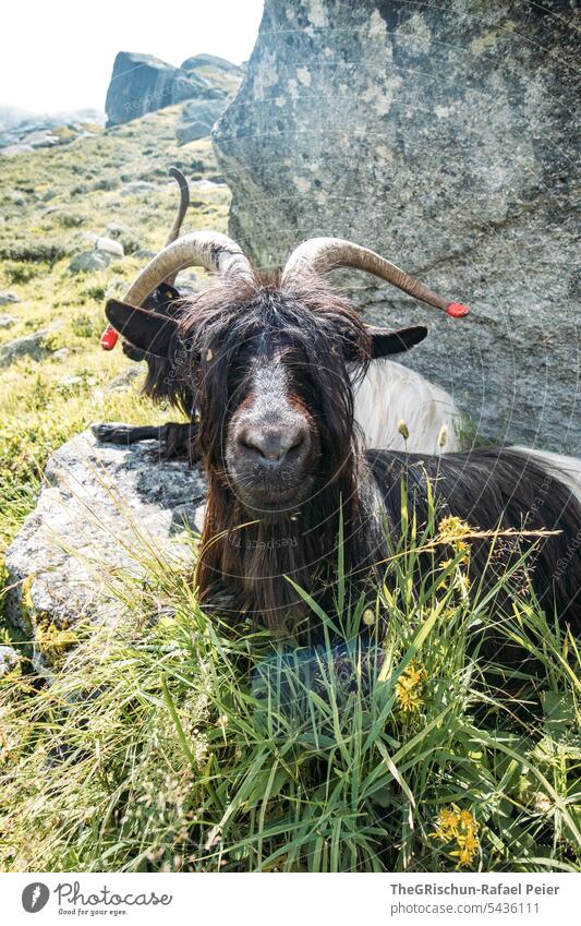 Goat in front of a stone Goats Animal Farm animal Exterior shot Colour photo Animal portrait 1 Meadow Grass Face horns Shadow Mountain Clouds Day Stone mountain