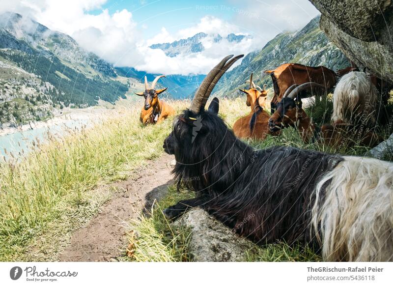 Goats on the path with lake in the background Animal Farm animal Exterior shot Colour photo Animal portrait Meadow Grass Face horns Shadow Mountain Clouds Day