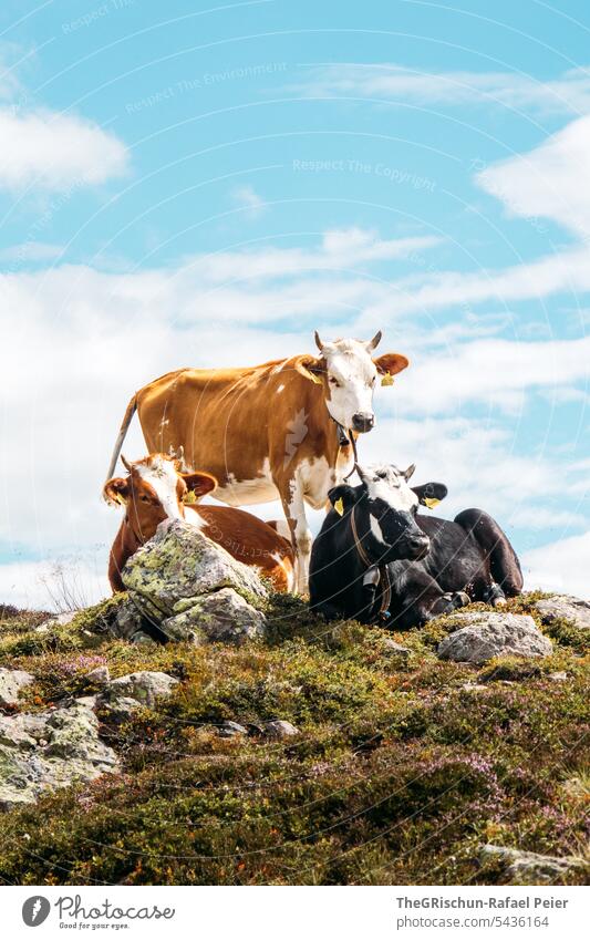 Cows on hill against blue sky cows Farm animal three reclining Stand pose Black Brown White horns Alps Willow tree stones Stony Meadow Animal Green Nature
