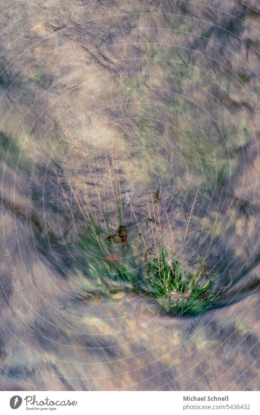 Grasses in river intoxicating moving whirlpools water vortex River Movement grasses Water bank Reflection