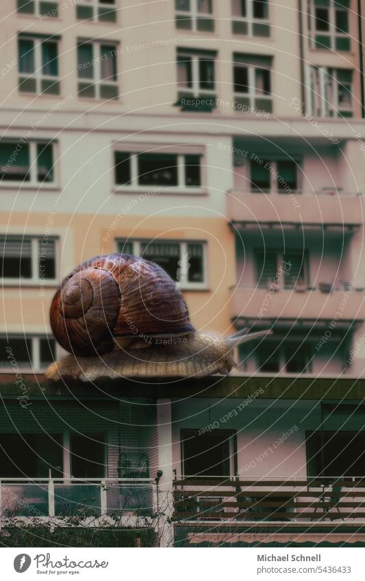 Big city snail Crumpet City Snail shell houses Slowly Animal Slimy dwell own house Montage Crawl Speed In transit be on the way size ratio City and nature