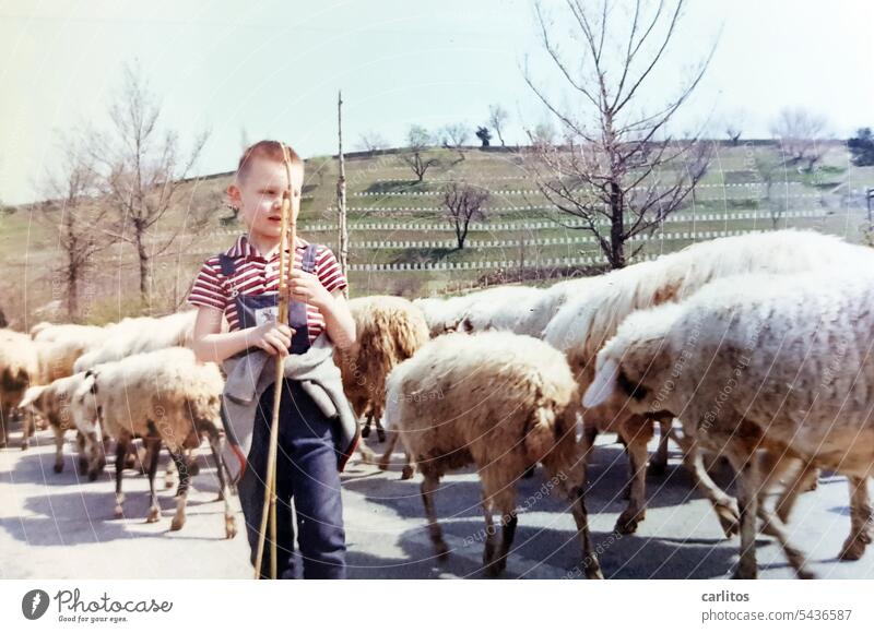 Sleep disorder .... counting sheep helps | little carl on vacation Boy (child) Child Herd Shepherd count sheep fall asleep tired Flock Group of animals