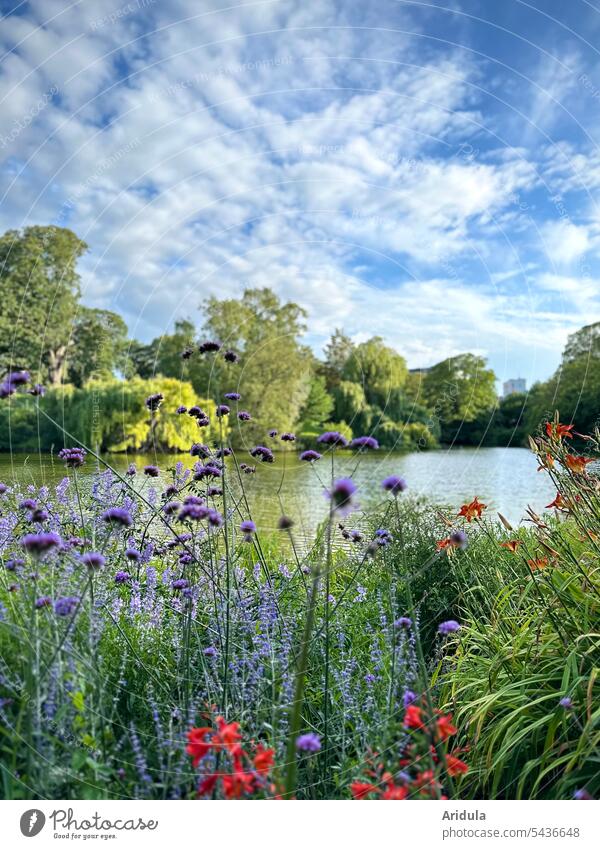Summer flower bed in park in front of lake with trees and blue sky with white clouds Park Flowerbed Lake flowers Summerflower Green Beautiful weather Violet