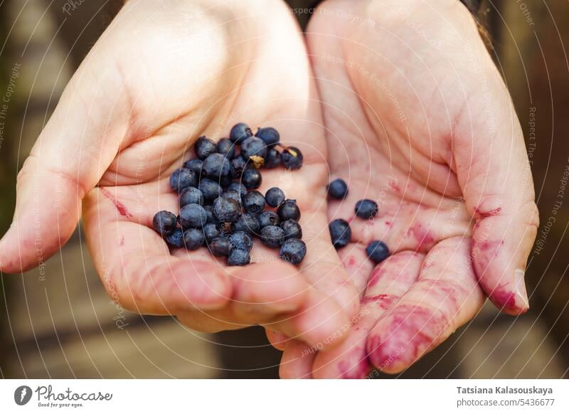Men's hands, smeared with blueberry juice in purple color, hold a handful of fresh forest blueberries wild blueberry huckleberry whortleberry bilberry