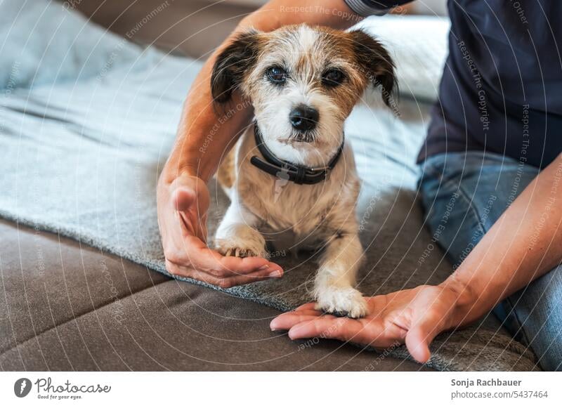 A man hugs a small terrier dog Dog Pet Animal Man Love of animals Animal face Animal portrait Embrace Friendship Attachment at home couch give a paw Day Cute