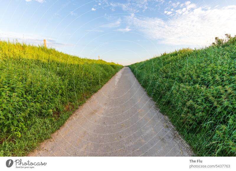 From this hollow alley he must come - bike lane in the field Cycle path Escarpment Nettles Deserted Green Sky Summer Exterior shot Blue Nature Colour photo