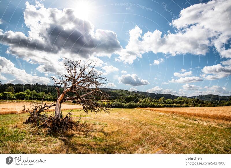 wind misalignment Tree trees Forest solar star Sun Clouds Sky Colour photo Idyll idyllically Harvest Agriculture Agricultural crop Plant Environment Landscape