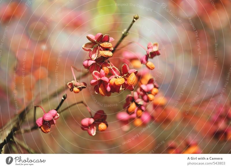 just like spring Nature Plant Autumn Bushes Exceptional Friendliness Natural Orange Pink Common spindle Multicoloured Exterior shot Close-up Detail Deserted