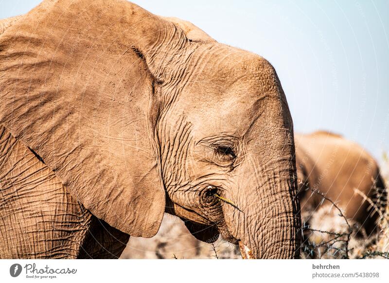 Beauty & Beauty Elephant peril risky Dangerous etosha national park Etosha Wilderness Free Fantastic Etosha pan Exceptional Animal Namibia Safari Africa