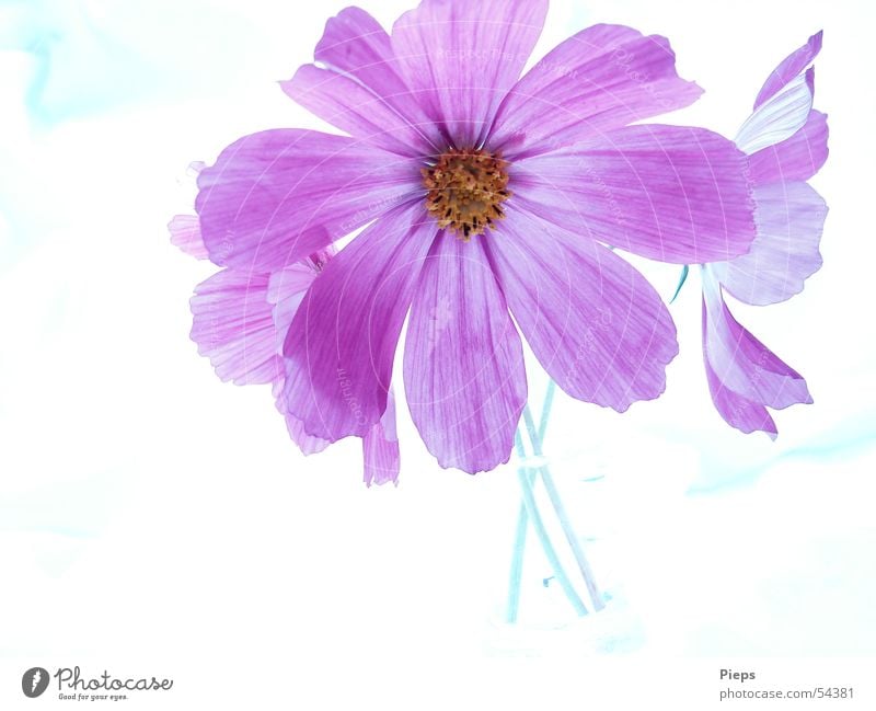Purple cosmea in a vase Colour photo Interior shot Neutral Background Summer Flower Blossom Decoration Blossoming Violet Vase Cosmos Bouquet Floristry