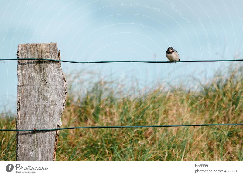 the swallow sits it out for now - on the wire of the pasture fence in summer weather Swallow Looking Animal face Animal portrait Wild animal Bird sit out pause