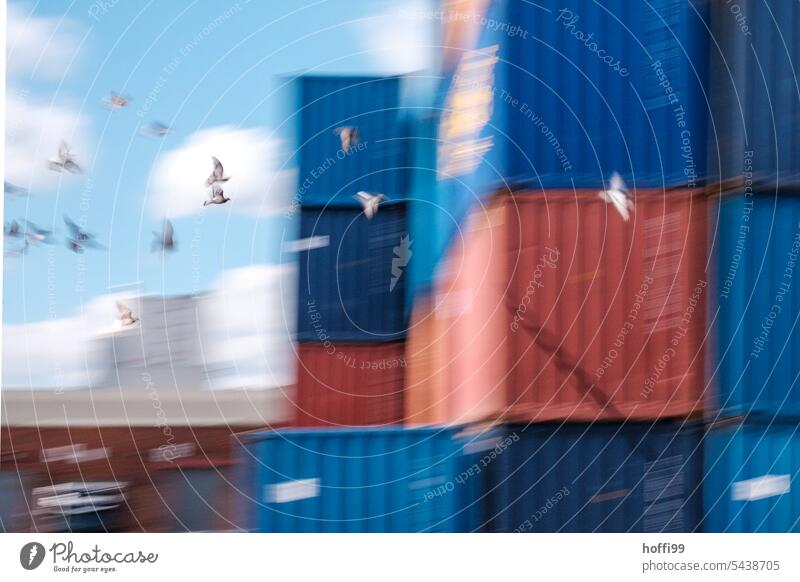 Pigeons in flight in front of containers in port pigeons Flying Grand piano Flock motion blur Harbour Container Group of animals blurriness