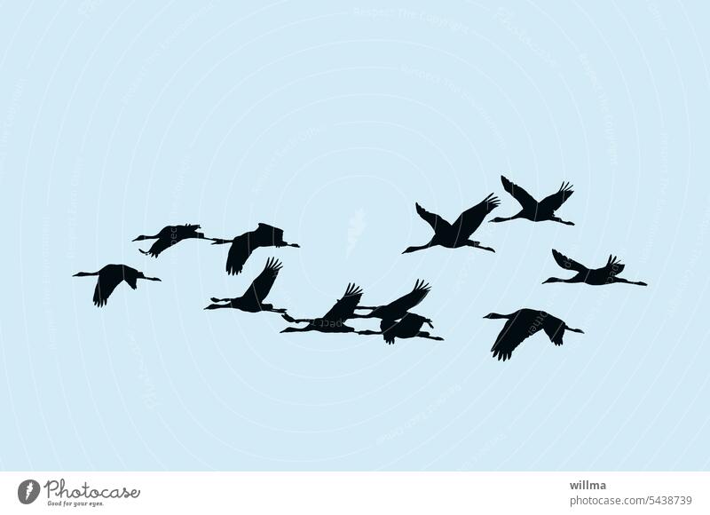 Going back is only possible if you know where the front and back are Cranes Silhouette Flying Migratory birds flight Flock of birds Neutral background