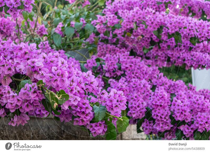 Beautiful bougainvillea flower in Pula, Croatia. This photo is taken in July, 2023. adriatic background beautiful beauty bloom blooming blossom botanical botany