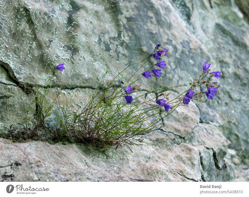 Flower between rock at Plitbivr Lakes National Park, Croatia. This photo is taken in July, 2023. beautiful beauty bloom blooming blossom blue botany cliff