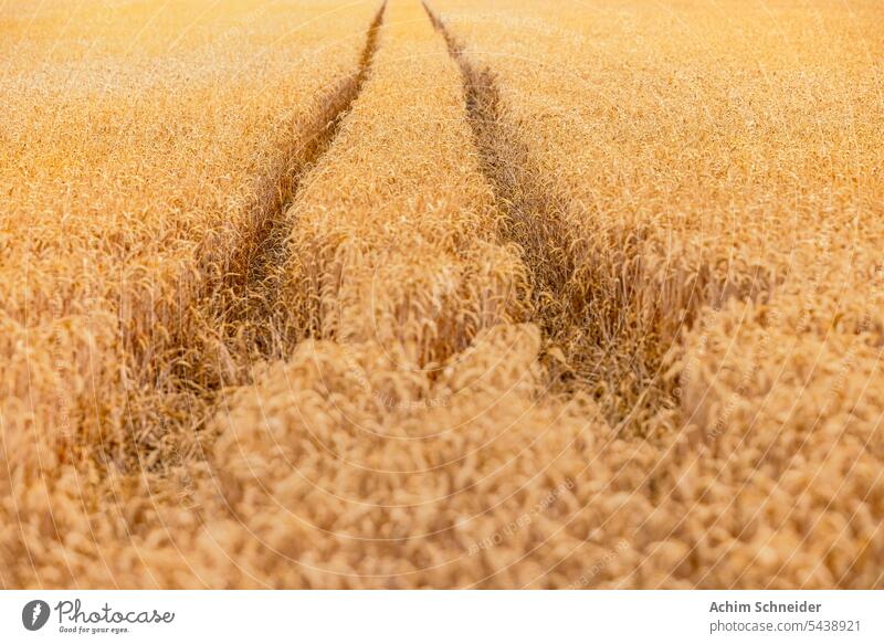 Tire tracks in small wheat to the horizon in an agricultural field Wheat Horizon Field Mature Summer Withered Hot low growth Grain agricultural land Harvest