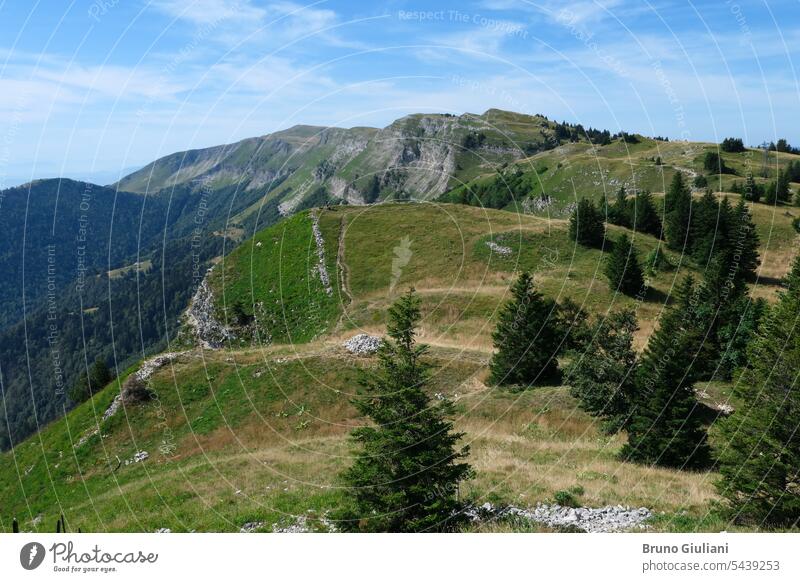View of a valley in summer. Fir trees on a green mountain. hill pasture forest pine tree coniferous sky fir grass hike environment mountains wild nature