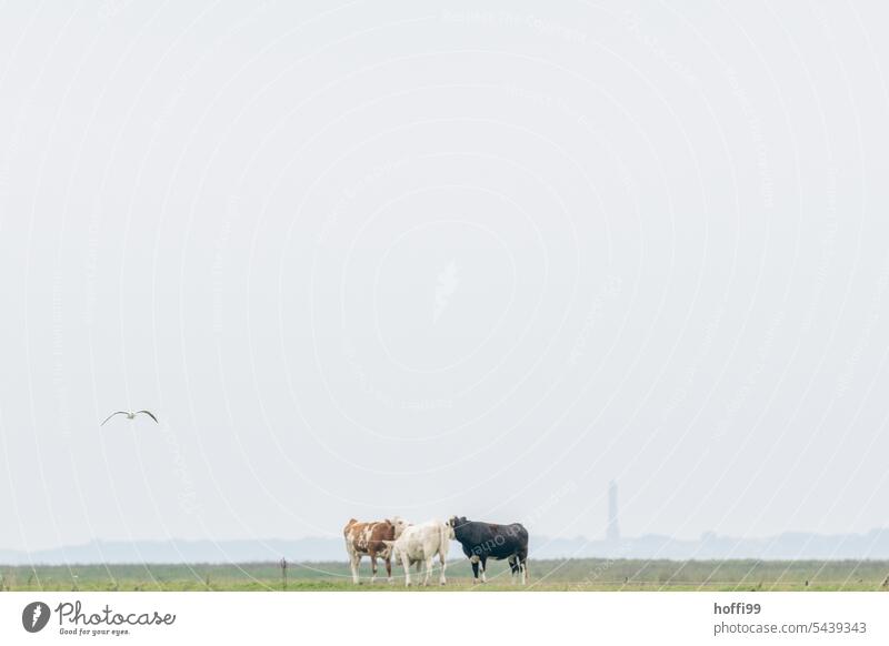 three cows (white brown black ) with seagull on the dike Calves Cow Cattle Farm animal Herd Group of animals Animal portrait Cattle farming Organic farming