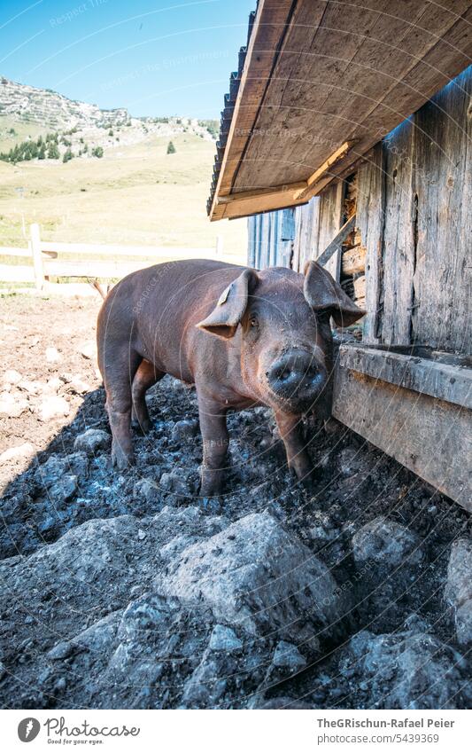 Pig in the swamp in front of an alpine hut Swine portrait Cute Dark Black Brown Earth Mud Sky somber Barn