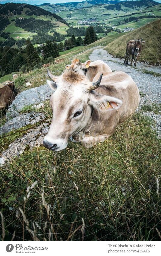 Cow sitting in the grass by the wayside animal portrait Cattleherd Farm animal horns Willow tree Animal Nature Meadow Exterior shot Agriculture Group of animals