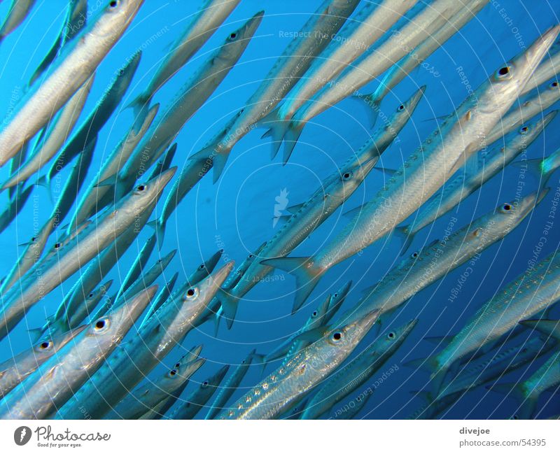 Barracuda swarm Dive Turquoise Ocean Underwater photo Air bubble Coral Shoal of fish diving blue hole Egypt down there sharm el sheikh Blue red sea egypt